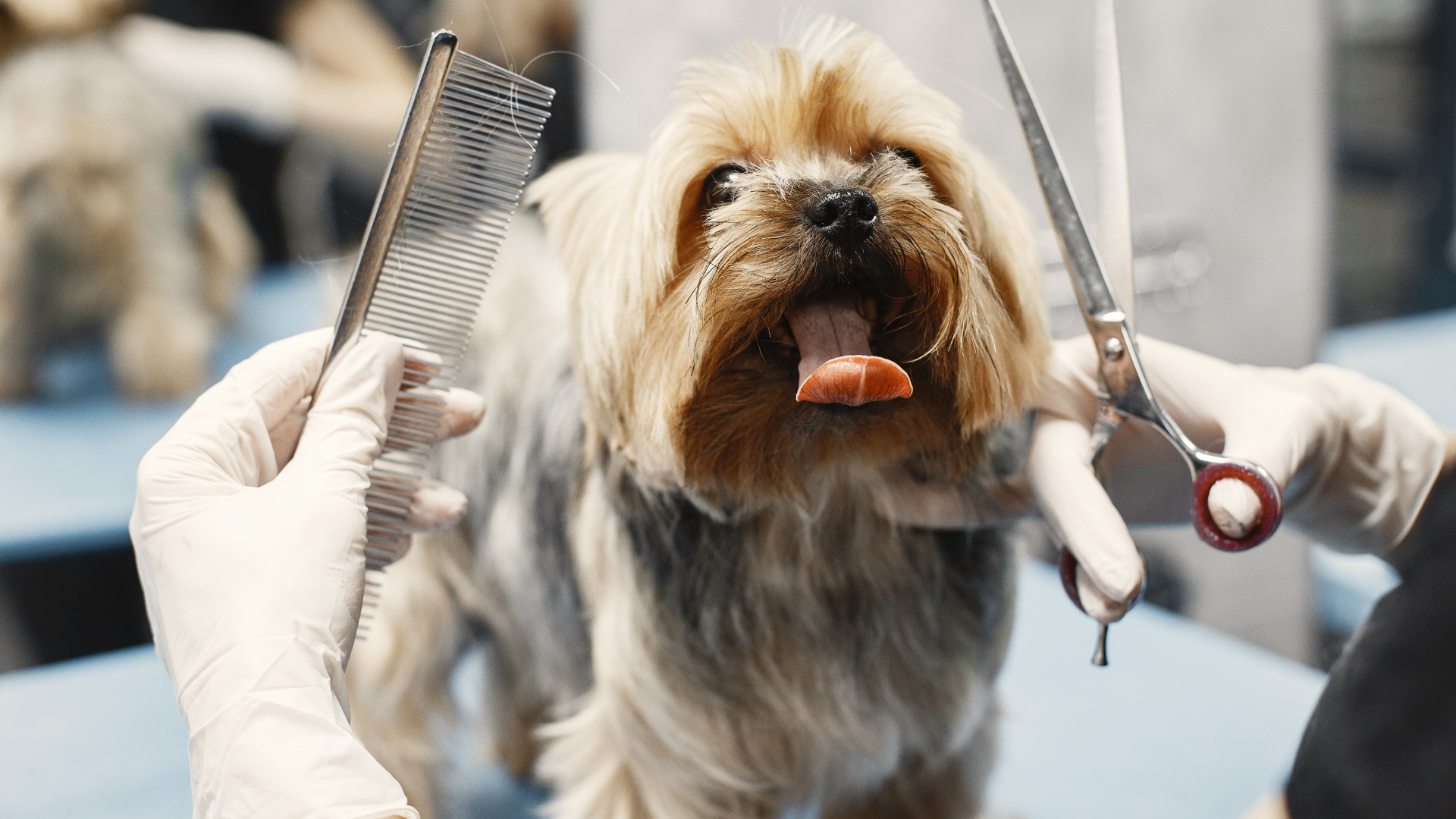Dog Grooming - Saving Strays Animal Rescue